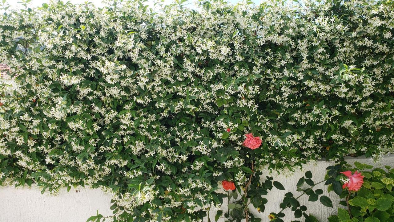 Vila Renato كساميل المظهر الخارجي الصورة